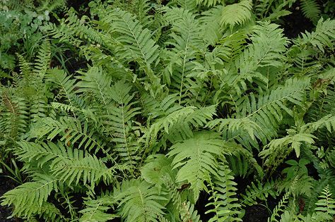 Christmas Fern (Polystichum acrostichoides) at New Garden Landscaping Polystichum Acrostichoides, Christmas Fern, Evergreen Ferns, Garden Border Edging, Wood Fern, Alpine Garden, Shade Gardens, Farm Nursery, Shade Perennials