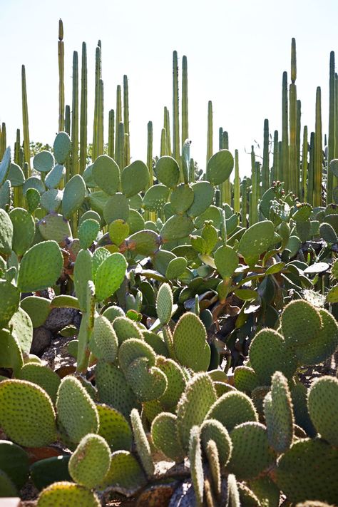 Oxacana Mexico, Mexico Plants, Cactus Varieties, Mexican City, Mexico Nature, Mexico Culture, Mexican Culture, Food Crafts, Cactus And Succulents