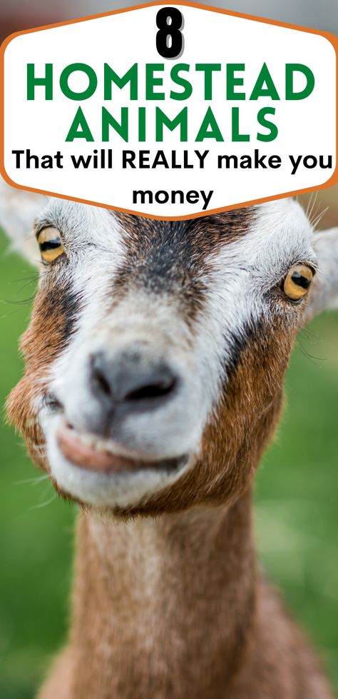 Not all homestead animals actually make you money. If you want profitable farm animals, you have to look at how much space you have and how much it costs to raise them. Here are 8 animals you can add to your homestead and still make money. Animals To Have On A Homestead, Homestead Beginner, Homestead Business, Homestead Livestock, Backyard Herb Garden, Homestead Animals, Homesteading Animals, Raising Farm Animals, Goat Care