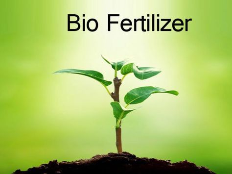 biofertilizers Organic Liquid Fertilizer, Liquid Fertilizer, Organic Fertilizer, Malang, Indonesia