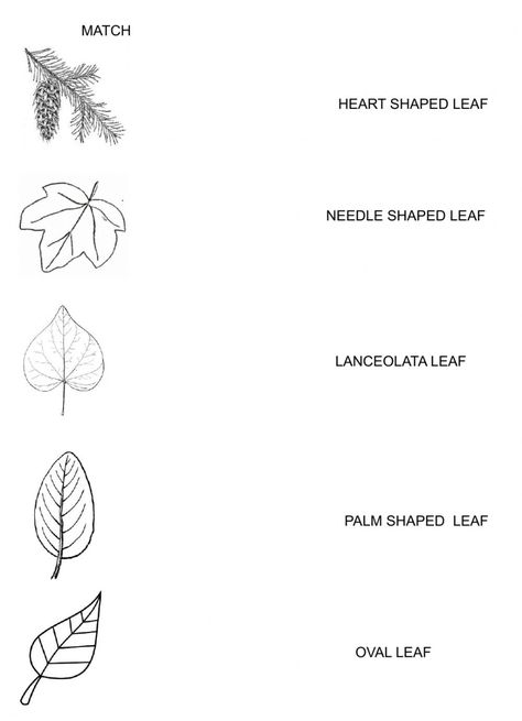 Parts Of A Leaf Worksheet, Leaf Worksheet, States Of Matter Worksheet, Matter Worksheets, Fine Motor Activities For Kids, Female Reproductive System, Shapes Worksheets, Butterfly Life Cycle, States Of Matter