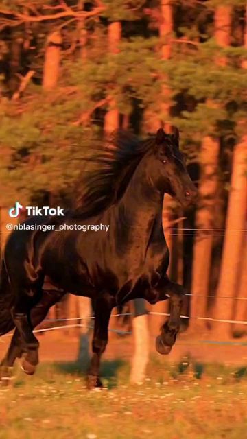 Friesian Horse Photography, Horse Dance, Friesian Stallion, Beautiful Horses Photography, Beautiful Arabian Horses, Andalusian Horse, Horse Videos, Most Beautiful Horses, Friesian Horse