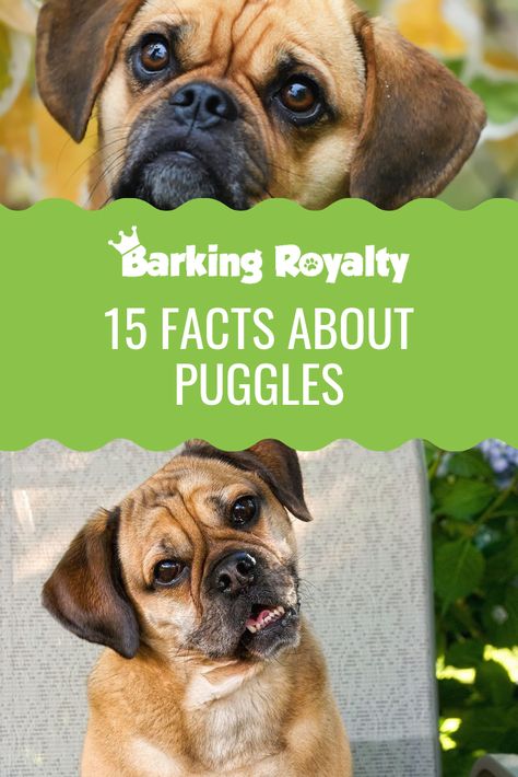 Pug Mixed Breeds, Puggle Puppies, Spending Time Outside, Puggle Dogs, Beagle Poodle Mix, Beagle Facts, Halloween Dogs, Puppy Fever, Pug Mix