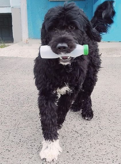 15 Reasons Why You Should Never Own Portuguese Water Dogs | PetPress Water Dog Portuguese, Portugal Water Dog, Portuguese Water Dog Brown, Portuguese Water Dog Haircut, Portuguese Water Dog Puppy, Portugese Water Dogs, Adopt A Puppy, Spanish Water Dog, Puppy Cut