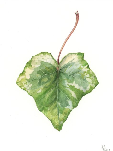 Miniature wall art of ivy leaf Hedera plant. Small wall art for kitchen, or bathroom, or living room wall décor. Botanical Gouache Painting, Ivy Watercolor, Miniature Wall Art, Botanical Watercolor Painting, Botanical Artists, Wall Art For Kitchen, Leaf Watercolor, Art For Kitchen, Botanical Drawing