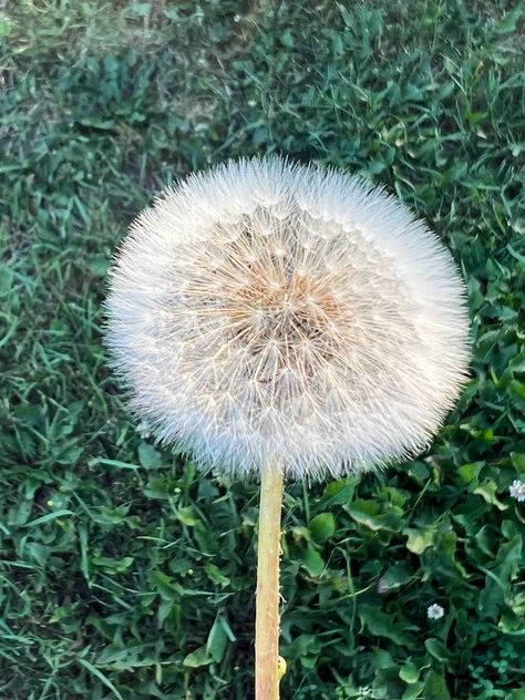 Fluffy dandelion Fluffy Dandelion, Dandelion