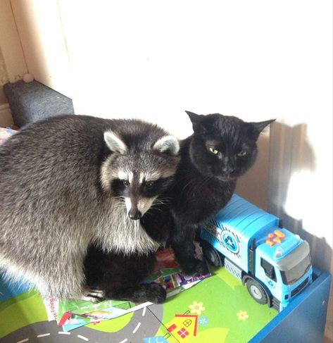 Raccoon With Black Cat, Cat And Raccoon Cute, Raccoons Holding Hands, Raccoon And Dog, Black Cat And Raccoon, Raccoon And Black Cat, Racoon Matching Pfp, Raccoon Matching Pfp, Raccoon And Cat