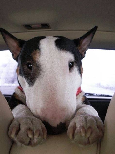 How adorable is this little bull terrier? English Bull Terriers, Best Dog Breeds, Bull Terrier Dog, Staffordshire Bull Terrier, Silly Animals, English Bull, Cute Little Animals, Beautiful Dogs, 귀여운 동물