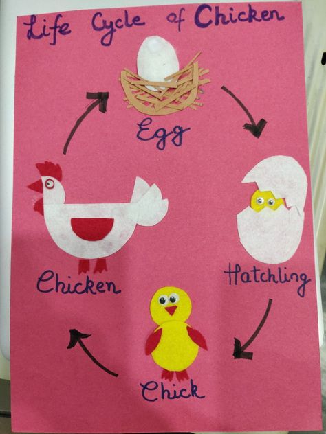 Life cycle of chicken for kids Chicken Life Cycle Activities, Life Cycle Of A Chicken, Farm Week, Chicken Life Cycle, Life Cycles Activities, Farm Land, Chicken Chick, Farm Crafts, Circle Time