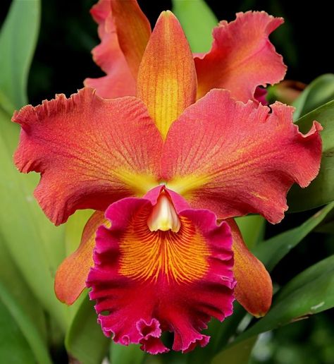 Colombian Orchid, Japanese Orchid, Orchid Photography, Orange Orchid, Very Beautiful Flowers, Cattleya Orchid, Growing Orchids, Exotic Orchids, Unusual Plants