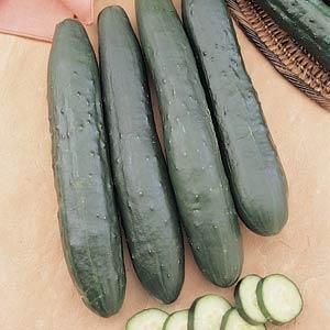 Vegetable Garden Fertilizer, Growing Cucumbers Vertically, Cooked Cucumber, Cucumber Dressing, Cucumber Sauce, Cucumber Noodles, Vegetable Crisps, Cucumber Plant, Cucumber Avocado