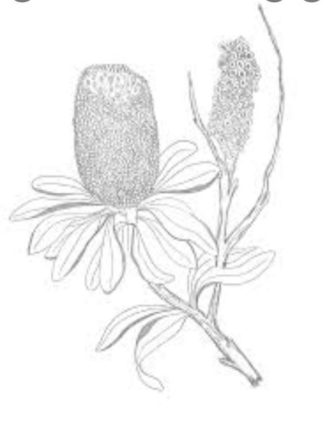 White Honeysuckle, Fine Line Drawing, Australian Flowers, Australian Native Flowers, Flowers Drawing, Line Drawings, Fine Line, Flower Drawing, Line Drawing