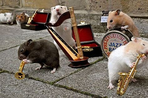 Hamster Cages For Sale, Animals Playing Instruments, Adorable Hamsters, Hamster Pictures, Cool Hamster Cages, Animals Playing, Hamster Habitat, Hamster Cages, Play That Funky Music