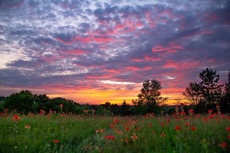 Mum Painting, Flores Wallpaper, Wall Pics, Pretty Landscapes, Spring Wallpaper, Sunset Wallpaper, Pretty Sky, Aesthetic Photography Nature, Pretty Photos