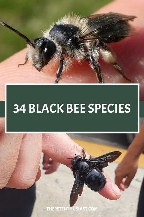 Discover the fascinating world of black bee species. Dive into learning about their unique characteristics, behavior, and importance to our ecosystem. Explore the beauty and diversity of these incredible creatures as you delve deeper into understanding their role in nature. Observing black bees can offer insights into the intricacies of the natural world around us, making it a truly enriching experience to uncover more about these captivating insects. Bumblebee Meaning, Bees Pictures, Bee Species Chart, Bee Species, Different Types Of Bees, Facts About Bees, Male Bee, Black Bumble Bee, Stingless Bees