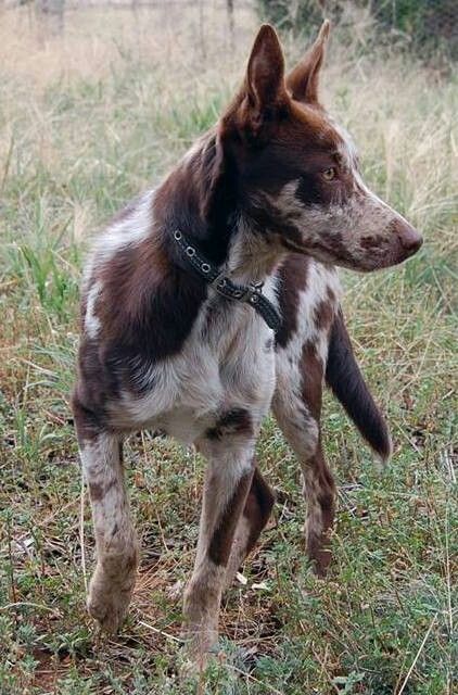 Australian Koolie Australian Koolie, Panda German Shepherd, Koolie Dog, Unique Dog Breeds, Rare Dog Breeds, Beautiful Dog Breeds, All Breeds Of Dogs, Hybrid Dogs, Popular Dog Breeds