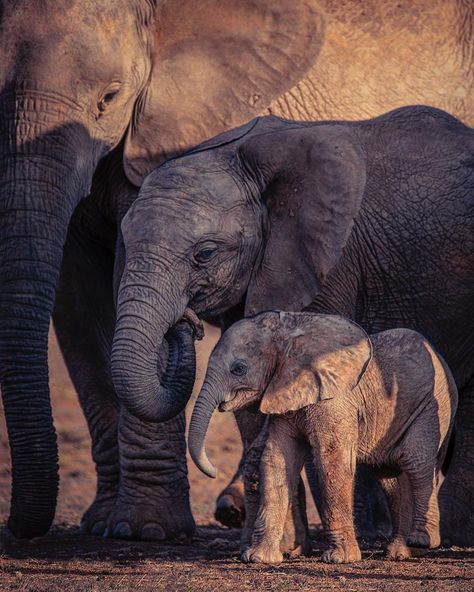 SIMON NEEDHAM PHOTOGRAPHY 🇬🇧🇺🇸 on Instagram: “‘Generations’ .. Having followed a family of elephants around for 2 days in South Africa I finally caught this moment when the family stood…” 2 Elephants, Safari Trip, La Art, Wildlife Prints, Elephant Family, African Wildlife, Endangered Species, Wildlife Art, African Art