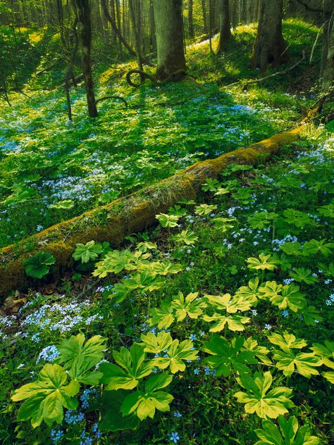 Dry Creek, Woodland Garden, Smoky Mountain National Park, Smoky Mountain, Walk In The Woods, Alam Yang Indah, Nature Aesthetic, Shade Garden, In The Forest