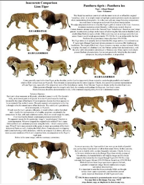 Wild Cat Species, Tiger Species, Sabertooth Tiger, Pig Breeds, Speculative Evolution, Panthera Tigris, Panthera Leo, Cat Species, Animals Friendship