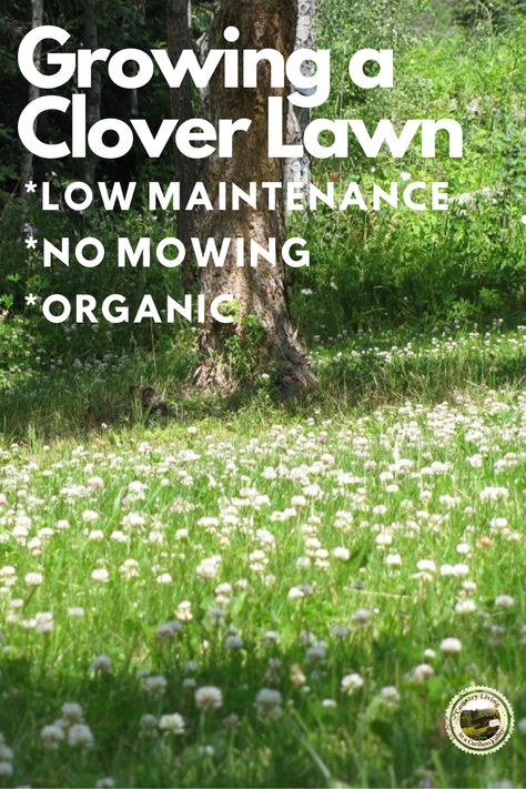 Pollinator Friendly Lawn, Bee Friendly Lawn, Dutch Clover Lawn, Growing Clover Lawn, How To Grow Clover Lawn, Planting Clover Lawn, Clover Lawn How To Grow, Clover And Wildflower Lawn, How To Plant Clover Lawn