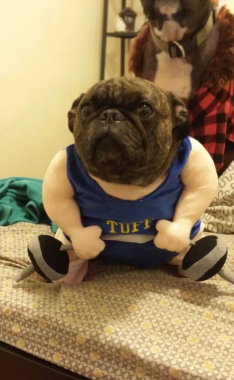 Dog wearing a weightlifter costume h Buff Dog, Contact Photos, Chest Day, Can't Stop Laughing, Dog Costumes, Dog Wear, Funny Things, Weight Lifting, French Bulldog