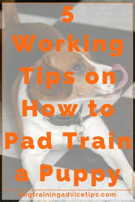 Train A Puppy, Dog Minding, Easiest Dogs To Train, Dog Potty Training, Dog Potty, House Training Dogs, Potty Training Puppy, Puppy Pads, Dog Training Advice