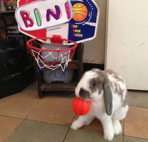 Sports Aesthetic, Bunny Costume, Playing Football, Silly Animals, The Bunny, Baby Bunnies, Cute Bunny, Rabbits