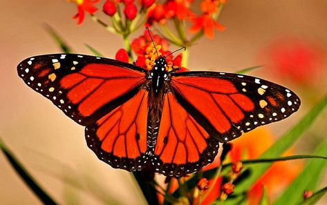 Symmetry in nature From Caterpillar To Butterfly, Caterpillar To Butterfly, Symmetrical Balance, Most Beautiful Butterfly, Spiritual Transformation, Butterfly Pictures, Red Butterfly, Diamond Mosaic, Light Of The World