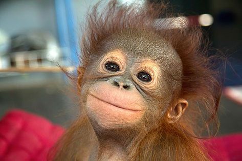 The 30 Happiest Animals In The World That Will Make You Smile Smiling Animals, Regnul Animal, Baby Orangutan, Monkeys Funny, Cute Monkey, Baby Monkey, Cute Animal Pictures, Happy Animals, Primates