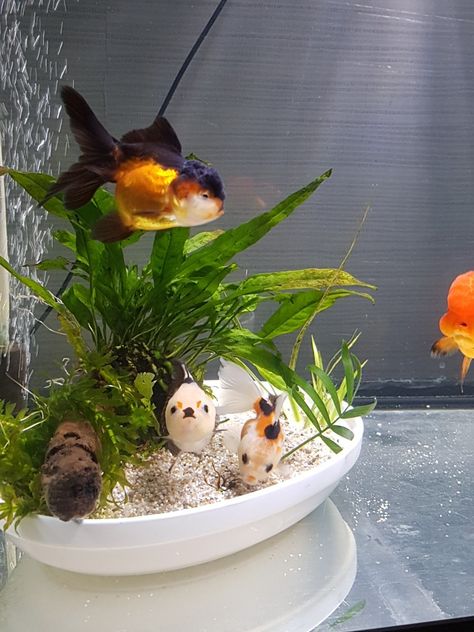 Ranchu Fish Tank, Cool Fish Tank Decorations, Goldfish Aquarium, Pet Goldfish, Fish Tank Themes, Fish Garden, Goldfish Tank, Betta Fish Types, Fish Tank Terrarium