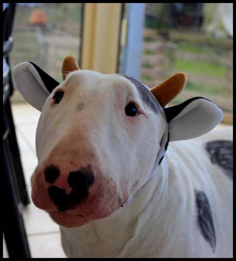 35+ Bull Terrier Halloween Costume Ideas | The Paws On The Side, Bull Terrier, A Dog, Dogs, White, Black