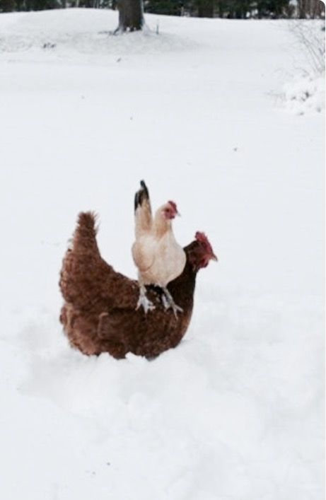 Playing In The Snow, Hen Chicken, Keeping Chickens, Higher Ground, Chickens And Roosters, Down On The Farm, Winter Animals, Pet Chickens, Raising Chickens