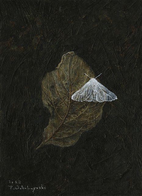 White Moth, Moth Art, Wooden Panel, Green Aesthetic, Pretty Art, Drawing Inspiration, Aesthetic Art, Painting & Drawing, Moth