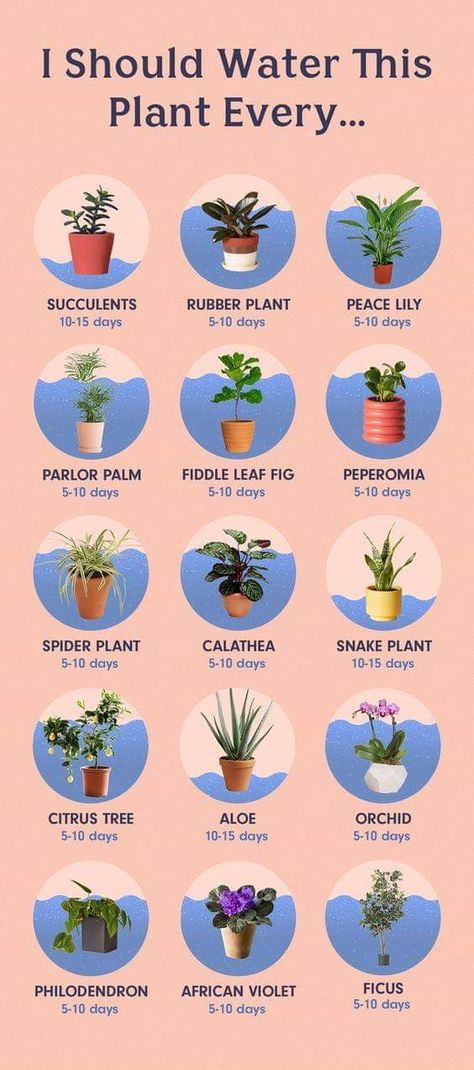 Plants In Pots, نباتات منزلية, Household Plants, Plant Care Houseplant, Inside Plants, Growing Plants Indoors, Best Indoor Plants, Patio Plants, House Plants Decor