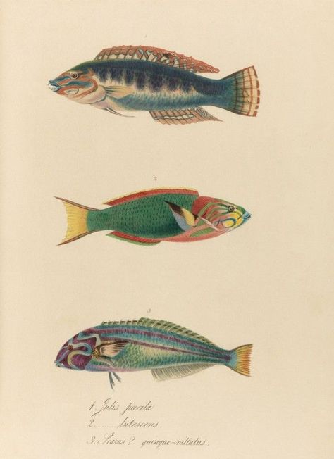 25+ Free Printable Vintage Aquatic Images | Remodelaholic | Bloglovin’ Art Appliqué, Fish Illustration, House Illustration, Vintage Drawing, Vintage Fishing, Colorful Fish, Scientific Illustration, Zoology, Fish Art