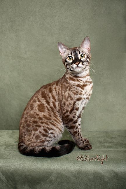 Charcoal Mink Bengal..My special baby girl Cats Fluffy, Most Beautiful Cat, Bengal Cats, Gorgeous Cats, Cat Breed, Most Beautiful Cat Breeds, Cat Pose, Cat Top, Cat Photography