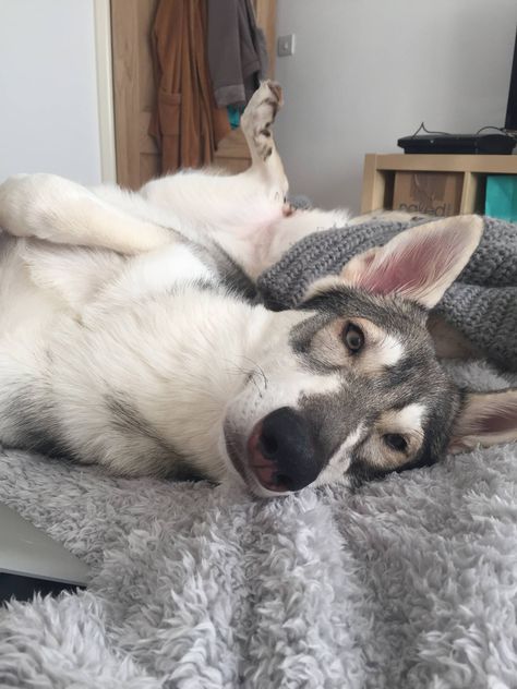 Northern Inuit Dog Northern Inuit Dog, Northern Inuit, Wolf Husky, Cute Wolf, The Odyssey, Dream Dog, Natural Life, Cute Funny Animals, Dogs And Cats