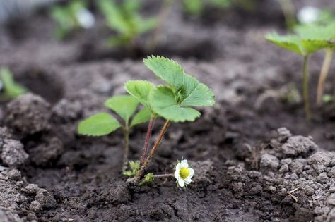 You can save and sow seeds from your favorite garden strawberries (Fragaria x ananassa), perennial in U.S. Department of Agriculture plant hardiness zones 3 through 10, but most are hybrid cultivars that won’t come true from seed. On the other hand, purchased or saved seeds for wild strawberries... Strawberry From Seed, Grow Strawberries From Seed, Mini Homestead, Garden Strawberries, How To Grow Strawberries, Types Of Strawberries, Strawberries In Containers, Growing Tomatoes From Seed, Growing Blackberries