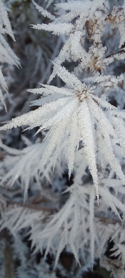 Frost Aesthetic, Frosty Flowers, Frost Wallpaper, Elsa Castle, Frost Flowers, Frost Flower, Frozen Flowers, Frosted Flowers, Snow Miku