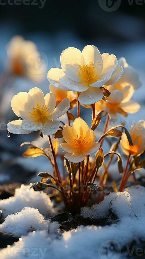 Aconite flower on winter snow evening sun AI generated Aconite Flower, Flowers In Snow, Flowers In The Snow, Winter Aconite, Garden Trellis Ideas, Succulent Rock Garden, Lawn Repair, Garden Sitting Areas, Shade Garden Design