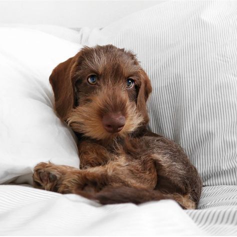 Gefällt 1,018 Mal, 38 Kommentare - SULLY THE SAUSAGE DOG ♡ (@sullivan.the.sausage) auf Instagram: „Where did the weekend go? 🌥✨💫 . . . #sullythesausage #puppy #doxie #dachshund #cozy…“ Dapple Dachshund Miniature, Where Did The Weekend Go, Dachshund Personality, Doxie Puppies, Baby Dachshund, Miniature Dachshunds, Dapple Dachshund, Wire Haired Dachshund, Long Haired Dachshund