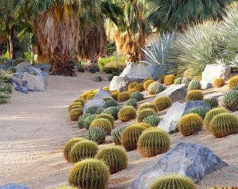 Cactus Facts, Golden Ball Cactus, Special Plants, Golden Barrel Cactus, Barrel Cactus, Glass Room, Desert Plants, Cactus Garden, Mother In Law