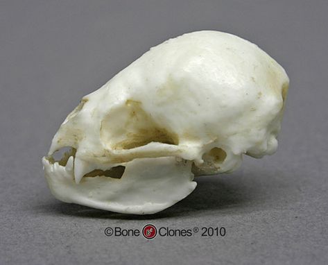 Vampire Bat Skull, Bat Anatomy, Vampire Skull, Bat Skeleton, Real Vampires, Bat Skull, Skull Reference, Real Skull, Flip Image