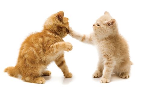 Do You Have an Aggressive Cat — or Just a Brat?! | Catster http://www.catster.com/cat-behavior/do-you-have-an-aggressive-cat?utm_campaign=crowdfire&utm_content=crowdfire&utm_medium=social&utm_source=pinterest #catitude #adoptdontshop #opttoadopt Cat Workout, Cat Communication, Ginger Kitten, Large Dog Crate, Fun Friday, Kittens Playing, Dog Logo, Cat Character, Cat Behavior