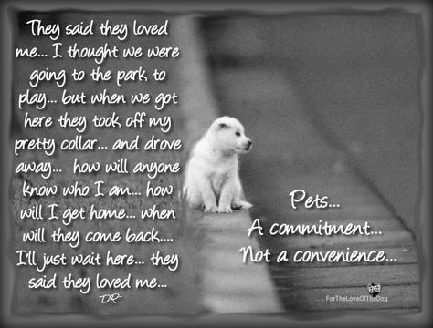 This is what poor animals feel when they are abandoned on the street! How can people be so cruel? Dogs Quotes, Stop Animal Cruelty, Animal Advocacy, Rottweiler Puppies, Animal Quotes, Dog Quotes, My Heart Is Breaking, Mans Best Friend, Apothecary