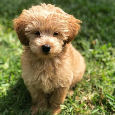 9 Things to Know About A Teacup Goldendoodle – Are They Even Real? Teacup Goldendoodle Puppy, Puppy Labradoodle, Teacup Goldendoodle Full Grown, Goldendoodle Full Grown, Teacup Goldendoodle, Goldendoodle Teacup, Tea Cup Golden Doodle, Toy Goldendoodle, Hypoallergenic Dog Breed