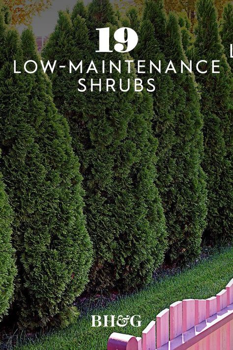 Block wind, buffer noise, or create more private backyard living spaces with a row of these easy-going shrubs. These privacy shrubs offer a range of textures, loose or dense growth, evergreen or deciduous, and a few even have showy blooms or berries, but all will grow into a beautiful hedge without requiring a lot of care from you. #garden #gardenideas #gardenplants #landscaping #besthedges #hedgeideas #bhg Backyard Bushes Ideas Shrubs, Backyard Landscaping Designs For Privacy, Ever Green Trees Landscaping, Privacy Shrubs Front Yard, Hedge Ideas Backyards, Large Evergreen Shrubs, Privacy Trees Along Fence Backyards, Natural Barrier Landscaping, Patio Privacy Landscaping