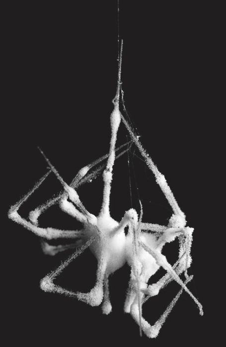 Itsy bitsy spider Itsy Bitsy Spider, Spider Art, The Magnus Archives, Hakone, Spider Webs, Creepy Crawlies, Arachnids, The Spider, Doja Cat