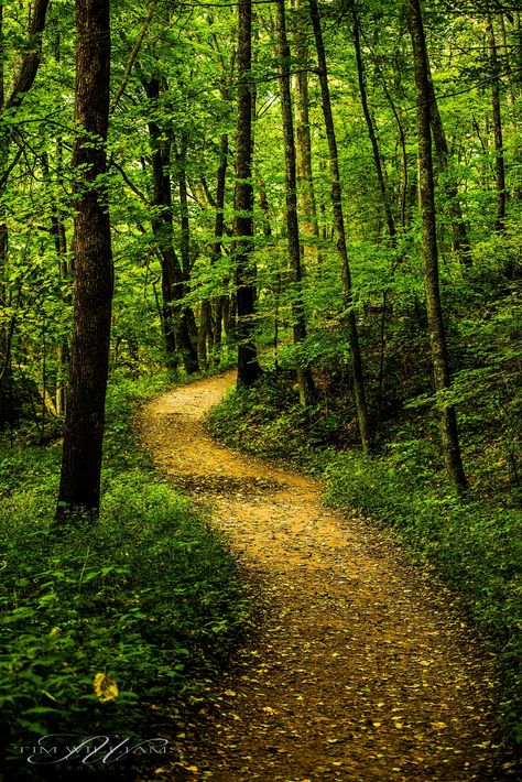 Path to the Cascades by Tim Williams on 500px Green Forest Background, Forest Green Background, The Cascades, Forest Background, Forest Path, Green Forest, Walk In The Woods, Tree Forest, Forest Landscape