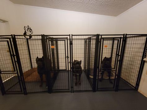 Dog Basement, Puppy Playroom, Dog Facility, Mountain Bernese, Dog Garage, Dog Room Design, Dogs Room, Dog Boarding Facility, Pet Store Ideas